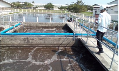 Hướng dẫn nuôi bùn vi sinh hiệu quả, ứng dụng cao 